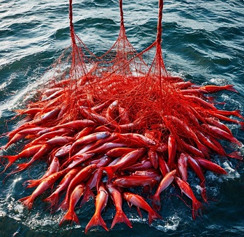 Вылов минтая на Сахалине Вылов минтая на Сахалине