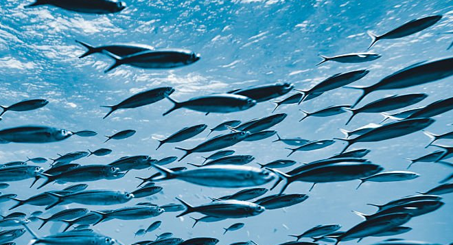 Российский минтай: лидер внутреннего рынка и драйвер импортозамещения в 2025 году Российский минтай: лидер внутреннего рынка и драйвер импортозамещения в 2025 году