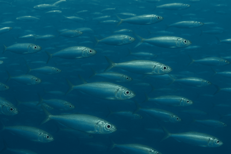 Иваси: тенденции промысла и вызовы рыбацкого сезона 2025 года