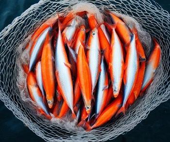 Росрыболовство: уловы скумбрии и сардины иваси на Дальнем Востоке превышают ожидания Росрыболовство: уловы скумбрии и сардины иваси на Дальнем Востоке превышают ожидания