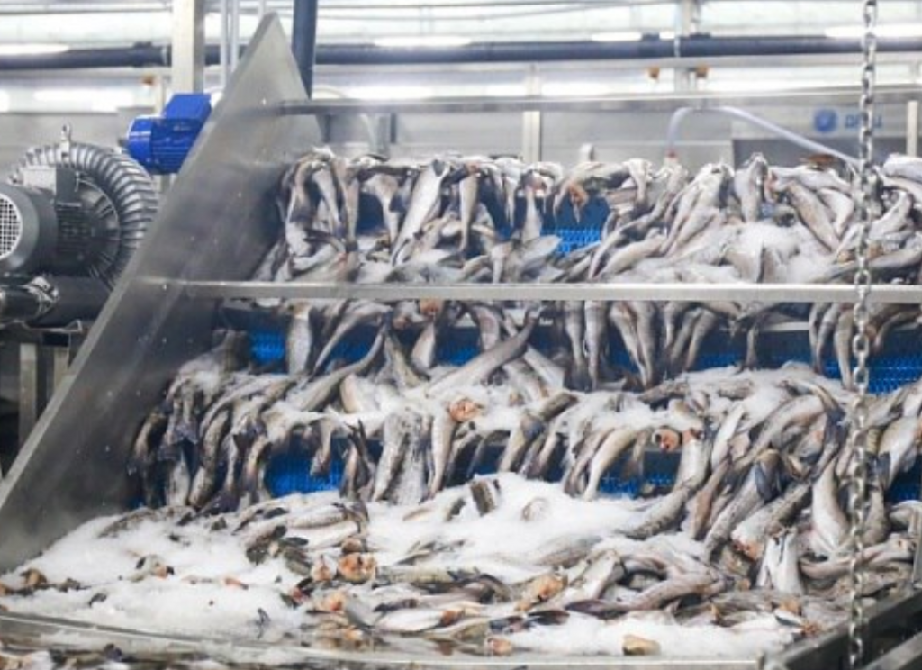 охотоморская путина 2026 - Атлант-Фиш