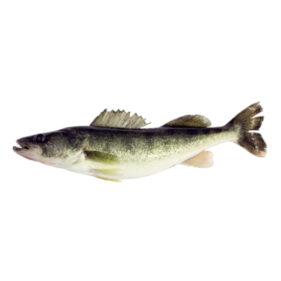 Лемонема оптом от производителя Атлант-Фиш