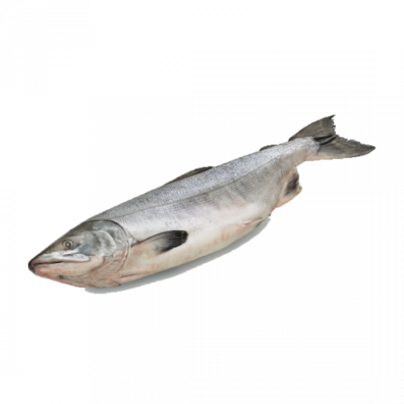 Горбуша оптом от производителя Атлант-Фиш